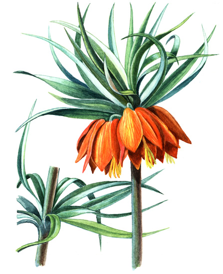 Řebčík královský (Fritillaria imperialis) Vytrvalá bylina, která vyroste z cibule do výšky asi 1 m během několika jarních dnů. Nezastaví ji přitom ani jarní mrazíky.