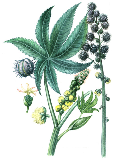 Skočec obecný (Ricinus communis) U nás jednoletá, asi 2 m vysoká bylina, která však v tropických krajích roste jako strom. Tuhý, slabě rozvětvený, zelený nebo nahnědlý stonek je modravě ojíněný.