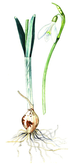 Sněženka bílá (podsněžník) (Galanthus nivalis) Vytrvalá, nanejvýš 0,3 m vysoká bylina. Časně zjara vyhání z podzemní cibule dva čárkovité sivozelené ojíněné listy, asi 0,1 m dlouhé.