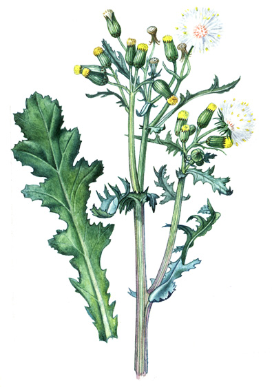 Starček obecný (Senecio vulgaris) Jednoletá, někdy i dvouletá bylina s odspodu větvenou, jemně rýhovanou lodyhou, dorůstající 0,1 0,5 m výšky.