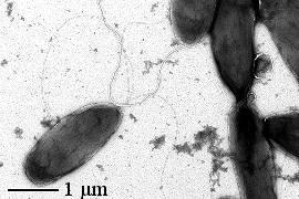 3.1.2 Pseudomonas syringae Pseudomonas syringae (Obrázek 2), pv. Syringale van Hall, se taktéž čítá k bakteriím gramnegativního původu.