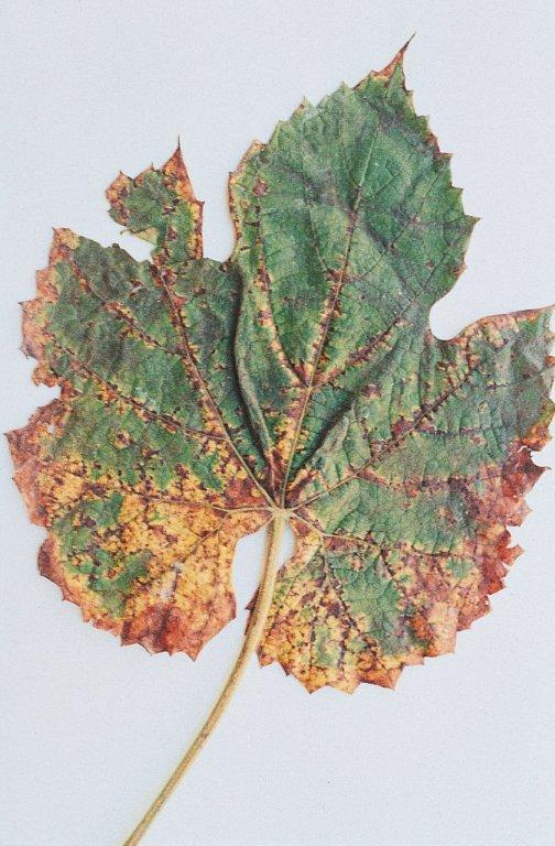 3.2.4 Bakteriální skvrnitost listů Deštivé počasí, především neustávající srážky nebo krupobití, jsou nejpříhodnějším obdobím pro útok bakterie Pseudomonas sygingae.