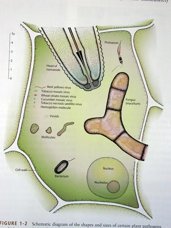 Patogen a jeho způsob výživy (patogen hostitelská rostlina) Patogen