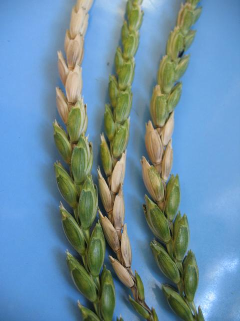 Fusarium spp.