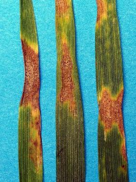septoriová skvrnitost pšenice (braničnatka pšeničná) Mycosphaerella tritici Houbová choroba, přechází do klasů Původce přežívá na pozemku, přenosný i osivem.