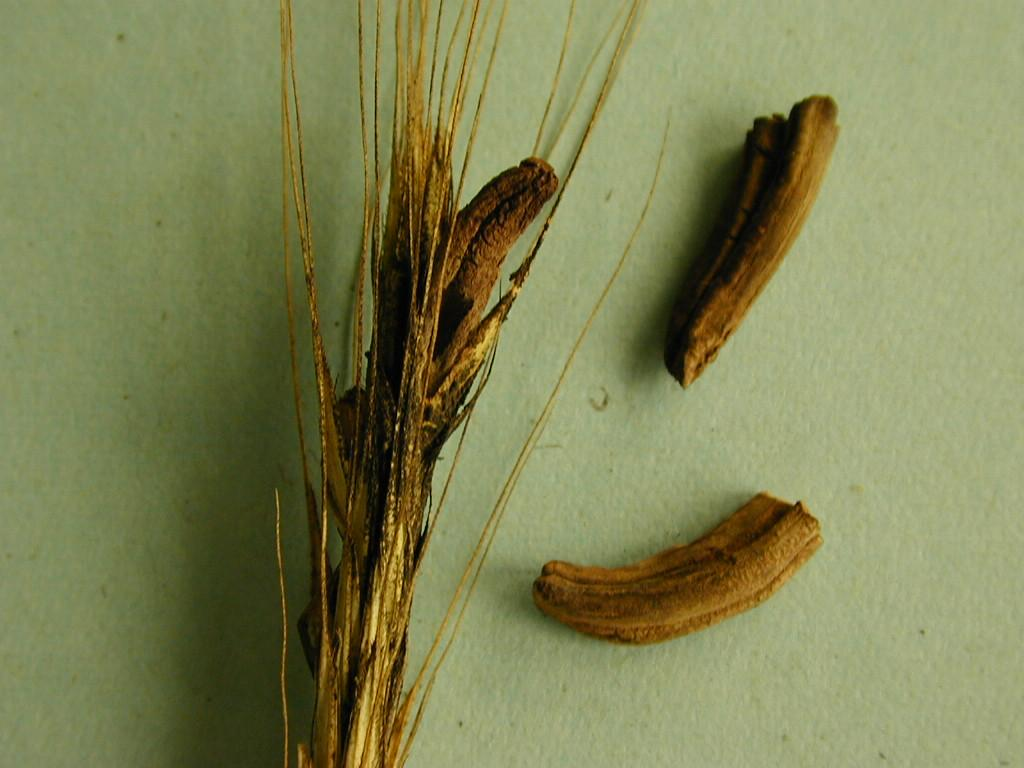 námelovitost trav Claviceps purpurea Houbová choroba, napadá klasy Původce přežívá na pozemku. Zdrojem infekce jsou i plané trávy.