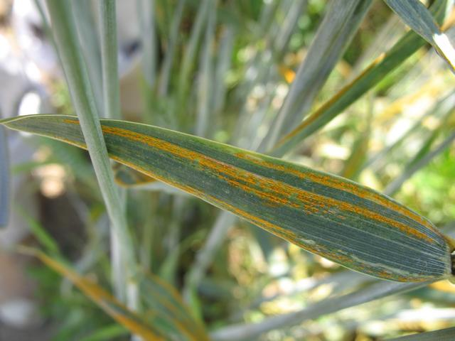 rzivost obilnin Puccinia spp. Houbová choroba, přechází i do klasů Původce přežívá v ozimých hostitelích.