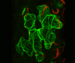 Další programy: Leica LAS software, ImageJ, MetaMorph and Huygens http://microscopy.duke.