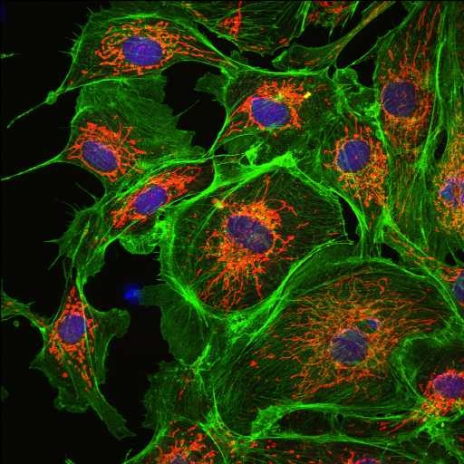 vazba aktin-faloidin (FITC) vazba DNA-DAPI vazba