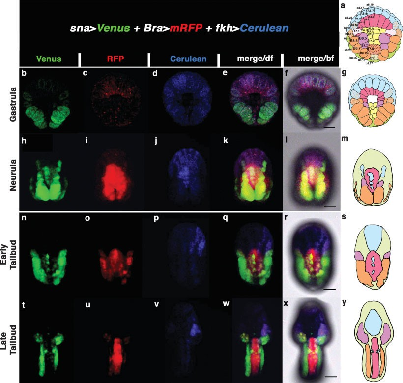 In vivo labeling of different embryonic territories with