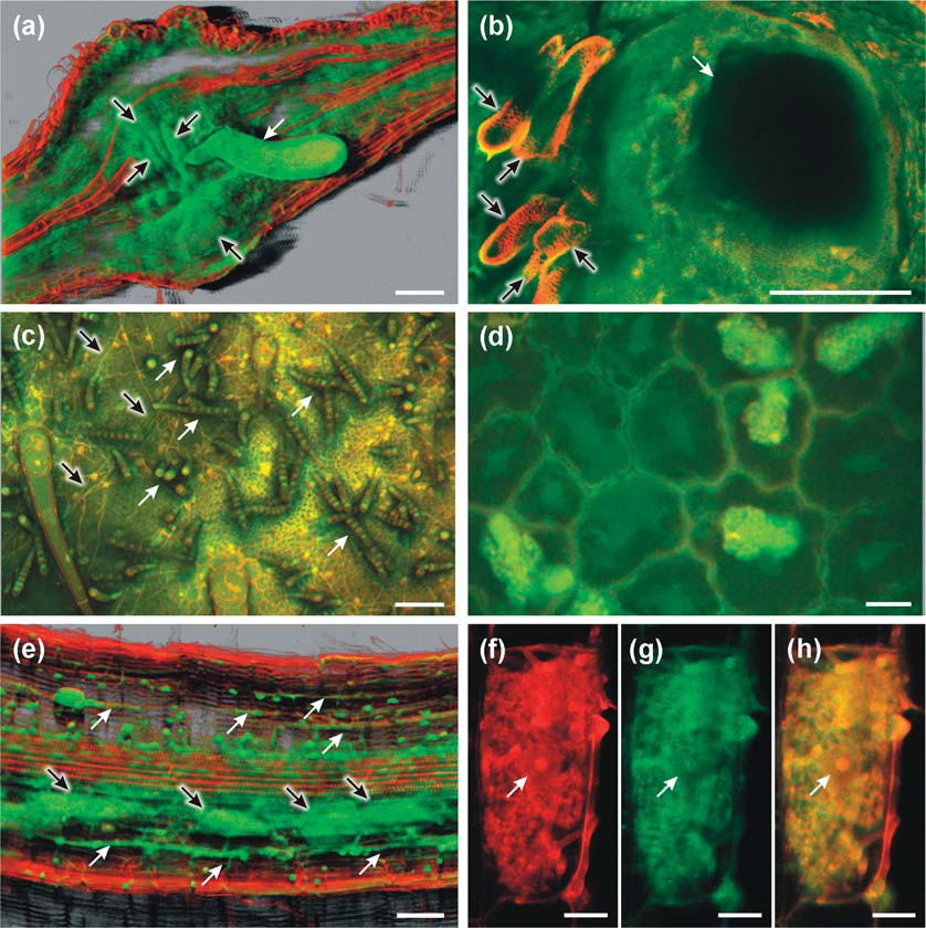 glutaraldehyde-introduced fluorescence for the microscopic