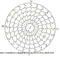 Orientace podle světla Poloha a pohyb Fototropismus poloha vůči světlu (hmyz) Fotokineze vyhledávání místa s preferovanou intenzitou světla Fototaxe pohyb ke světlu Menotaxe pohyb v určitém úhlu ke