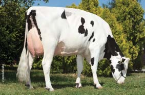 HODNOTY NA AMERICKÉ BÁZI 8/2013 TPI TPI 2042 Mléko Milk +1352 lb Fat +0,10 % +78 lb Bílkoviny Protein +0,08 % +64 lb Dlouhověkost Prod.
