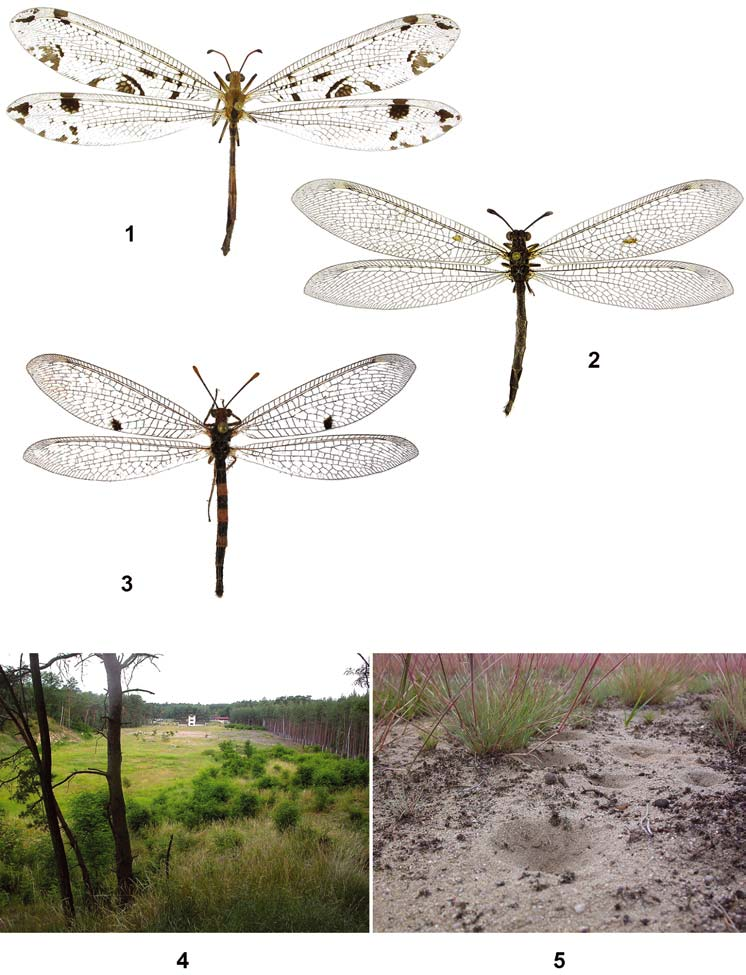 J. ŠUMPICH Figs 1 5. Habitus of ant-lion species recorded in the Czech Republic: 1 Dendroleon pantherinus (Fabricius, 1787),, Šobes, 30.vii.2008 (AKSO); 2 Myrmeleon bore (Tjeder, 1941),, Oleško, 18.