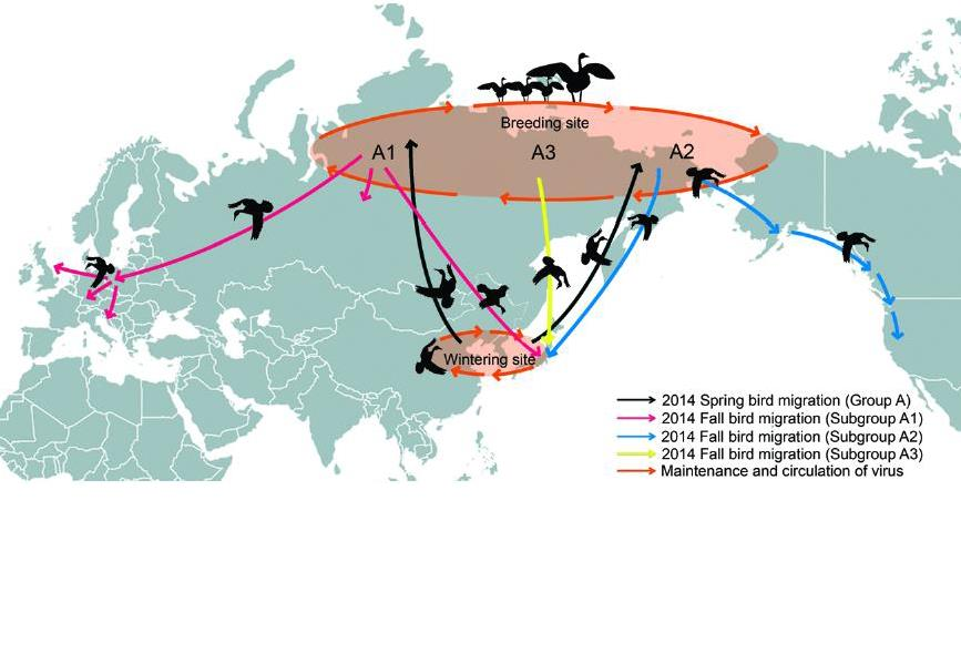 Chřipka A(H5N8) Source: Directorate General for Health and Food Safety European Commission Journal of Virology, 2015, Jun;89(12):6521-4, doi 10.1128/JVI.00728-15.