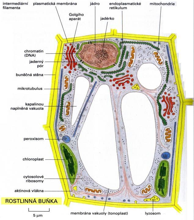 ROSTLINNÁ BUŇKA aaaaaaaa jádro mitochondrie chromatin (DNA) aaaaaaaa