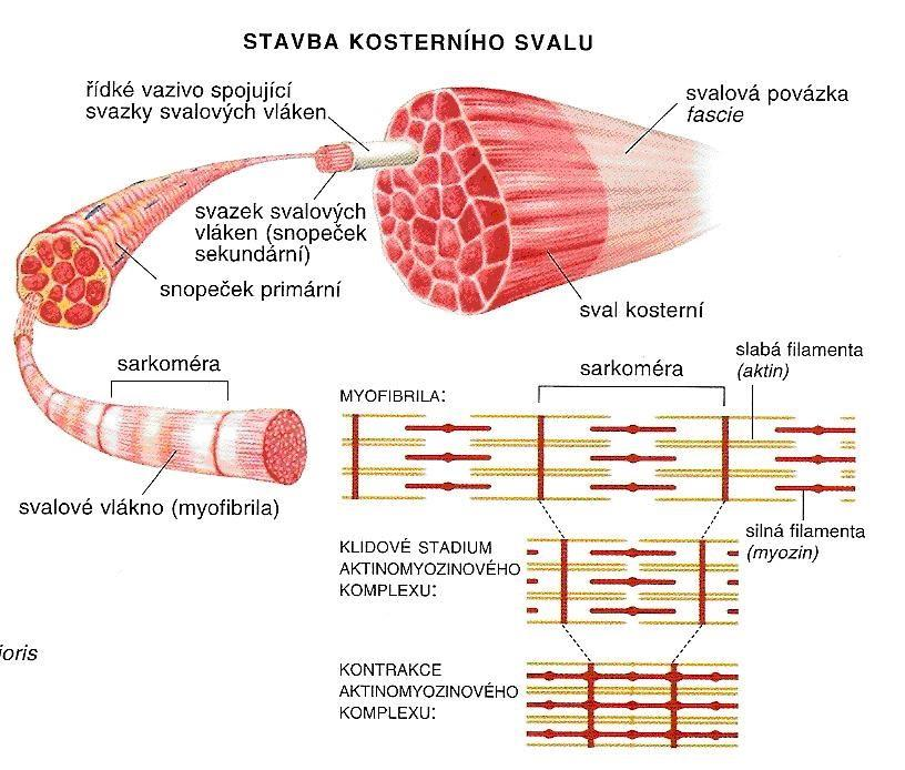 membránou (sarkolemou), tekutou vnitřní cytoplasmou (sarkoplasmou, cytosolem), buněčnými organelami (mitochondrie, ribozomy, cytoplasmatické retikulum atd.