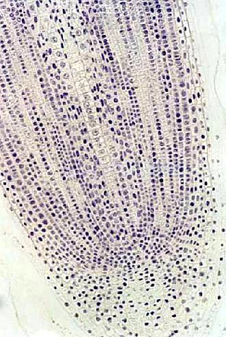 Anatomická stavba růstového vrcholu kořene - uspořádání primárních apikálních meristémů.