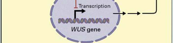 Receptorové kinázy (RLK) CLAVATA / WUSCHEL signalizace a udržování meristému Absence proteinů CLAVATA 1, 2 nebo 3 = zvětšování meristému Absence proteinu WUSCHEL = neschopnost