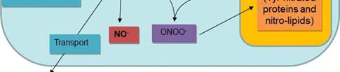 Sekundární poslové NO (oxid dusnatý) N=O Plynná reaktivní molekula Signální funkce v biologických systémech vč rostlin Nitrace (-NO