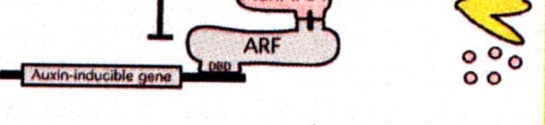 Specifické rostlinné receptory auxin - První známý hormon, malá signální molekula. - Reguluje mnoho procesů v rostlině (od vývoje embrya po růstové odpovědi na tropismy).