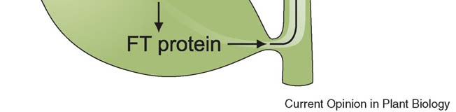 Signalizace na dlouhou vzdálenost Příjem a zpracování signálu nemusí proběhnout ve stejné buňce. Příklad: protein FT, indukující kvetení u dlouhodenních rostlin.