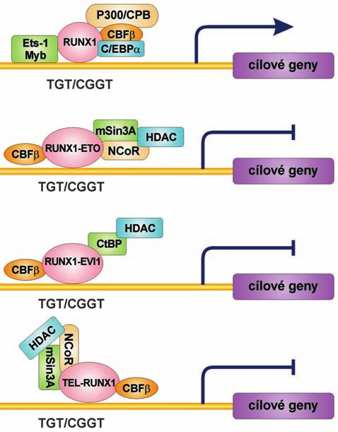 Obr. 2.: Struktura proteinû RUNX1, RUNX2 a RUNX3 a nûkolika fuzních proteinû, které obsahují RUNX1.