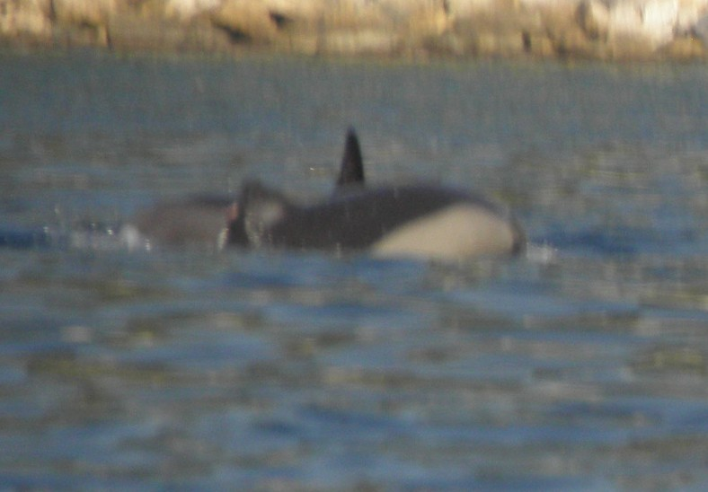 KYTOVCI (Cetacea) Odlišná morfologie pro vodní ţivot. Hydrodynamický tvar (O), holá kůţe (hlavové sinusové chlupy) s tukovou vrstvou, podkoţní svalovina.