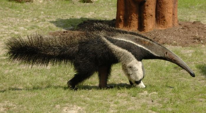 CHUDOZUBÍ relativně samostatný taxon, chybí I, a C. Nepevné uchycení kolíčkovitých zubů. Xenarthrální hrudní a bederní obratle, krčních 6 9.