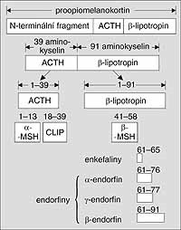 Syntéza endogenních opioidů Endogenní opioidy jsou peptidy syntetizované z proopiomelanokortinu (POMC) v nervové tkáni.
