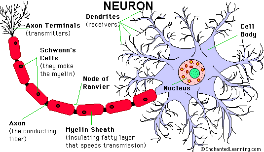 Struktura nervové tkáně Nervová tkáň je složena z následujících typů buněk: neurony