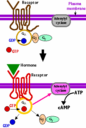 KOMPLEX ligand-receptor aktivující G