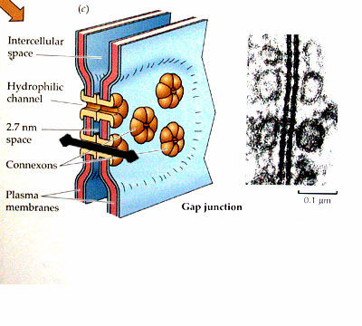 Gap-junction Mezibuněčná komunikace spojení plazmatické membrány sousedících buněk a vytvoření úzkých kanálků, zejména velký význam v