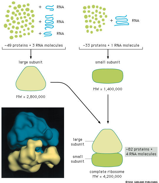 S Svedbergova jednotka; stupeň sedimentace v rozpouštědle RIBOSOMY - syntéza 5.8 S; 5 S; 28 S RNA 18 S RNA 5.