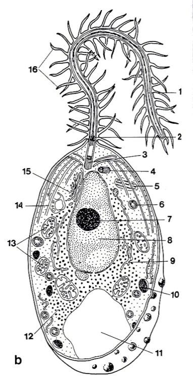 HYPHOCHYTRIOMYCOTA ŢIVOTNÍ CYKLUS ţc polycentického zástupce rodu Hyphochytrium proniknutí zoospory do substrátu, např.