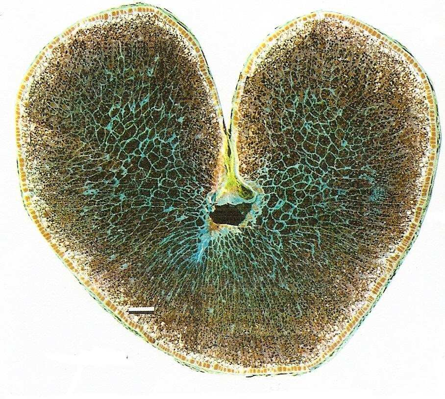 mají zvýšený obsah tzv. fytochemikálií (flavonoidy, glukanáty, fytáty, ligniny aj.), které mají ochranný účinek vůči některým onemocněním (Kučerová, 2004). Obr.