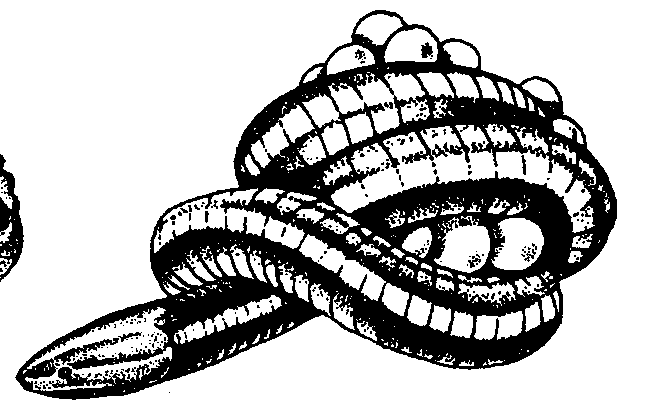 Podtř.: Benozí Apoda Řád: ČERVOŘI Gymnophiona V zemi na souši (Typhlonectes - vody) sub- a tropů Asie, Afriky a Ameriky. 150 druhů 20-100 cm, ø 1-3 cm, bez končetin i pásem. Vnější krouţkování.