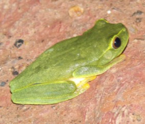 PRALESNIČKOVITÍ Dendrobatidae P. Dendrobates - šípový jed Pralesnička drobná D.