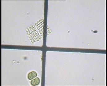 Fytoplankton s dominancí sinic H1 fixace vzdušného N, nízká trofie, vyšší teploty vody a dobré světelné podmínky (Anabaena, Gleotrichia) H2 fixace vzdušného N, vysoká trofie, vyšší teploty vody a