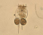 Rotoxkit F Testovací organismus: Brachionus calycifloris (vodní vířník) Uchování: klidová stádia, cysty Doba líhnutí: 18 hod.
