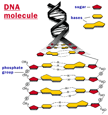 Struktura DNA