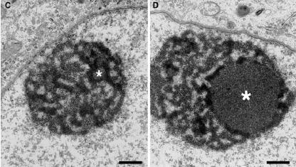 Jadérko továrna na ribosomy (Sirri et al. 2008, Histochem. Cell Biol.