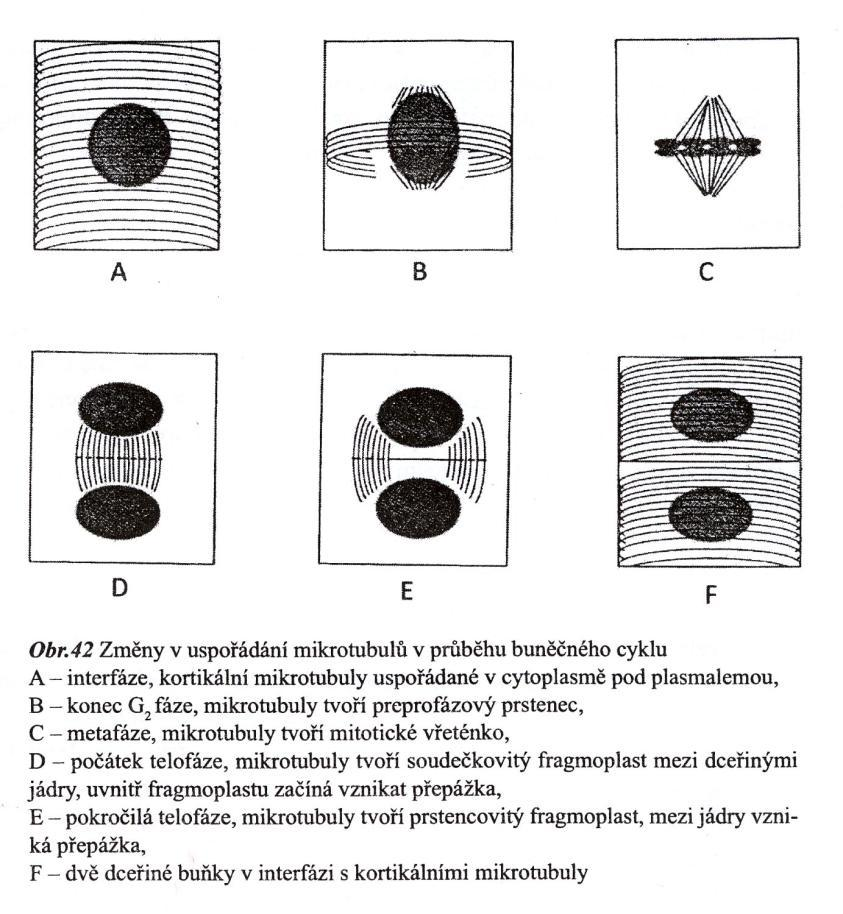 Změny v uspořádání mikrotubulů