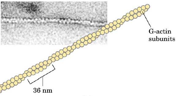 Aktinová filamenta (vlákna) Aktinová filamenta: Základní stavební jednotka aktinových vláken je globulární protein aktin.