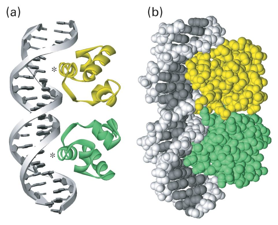 Struktura a funkce biomakromolekul