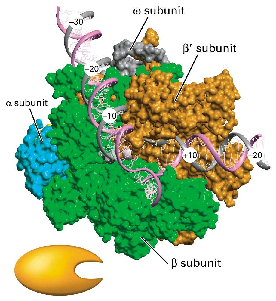 E. coli