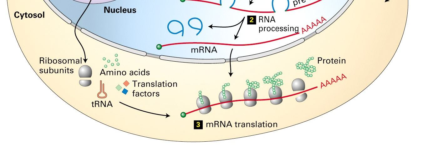 Interakce DNA/RNA