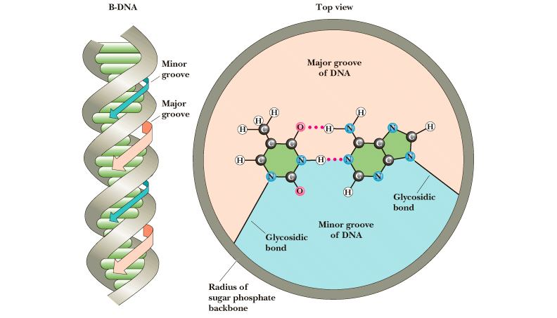 DNA velký