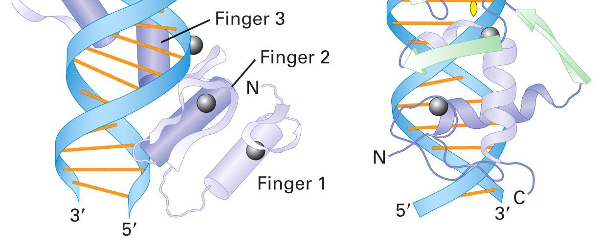 Vazba Zn-finger