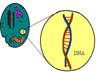 Biologické účinky záření (od buňky přes orgány a